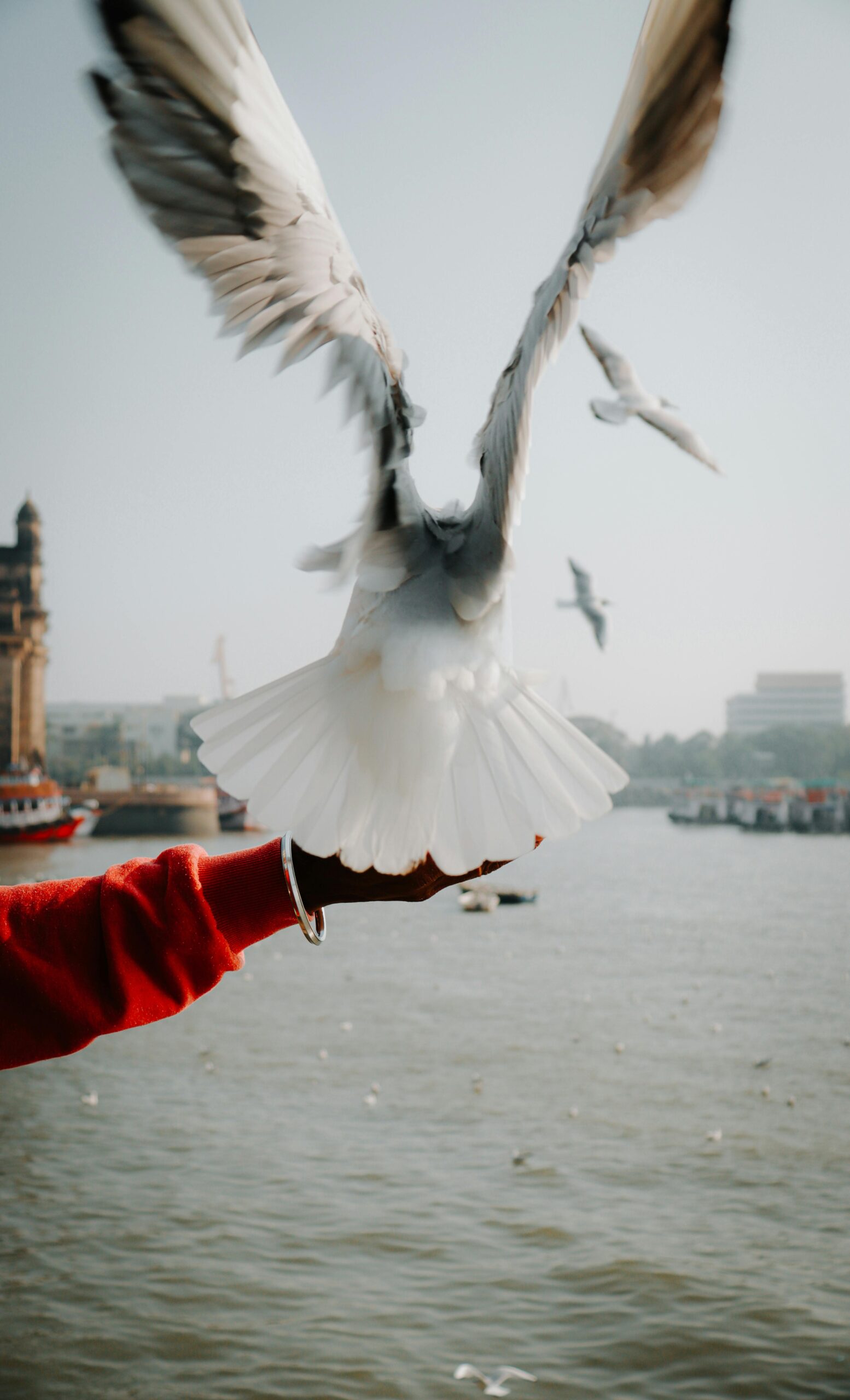 our-services-02 A seagull gracefully landing on a human hand by a scenic waterfront, capturing a moment of harmony with nature.