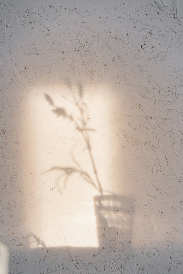 about-us-01 A subtle shadow of a flower cast on a textured wall, creating a calm and artistic ambiance.